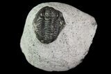 Bargain, Gerastos Trilobite Fossil - Morocco #69116-6